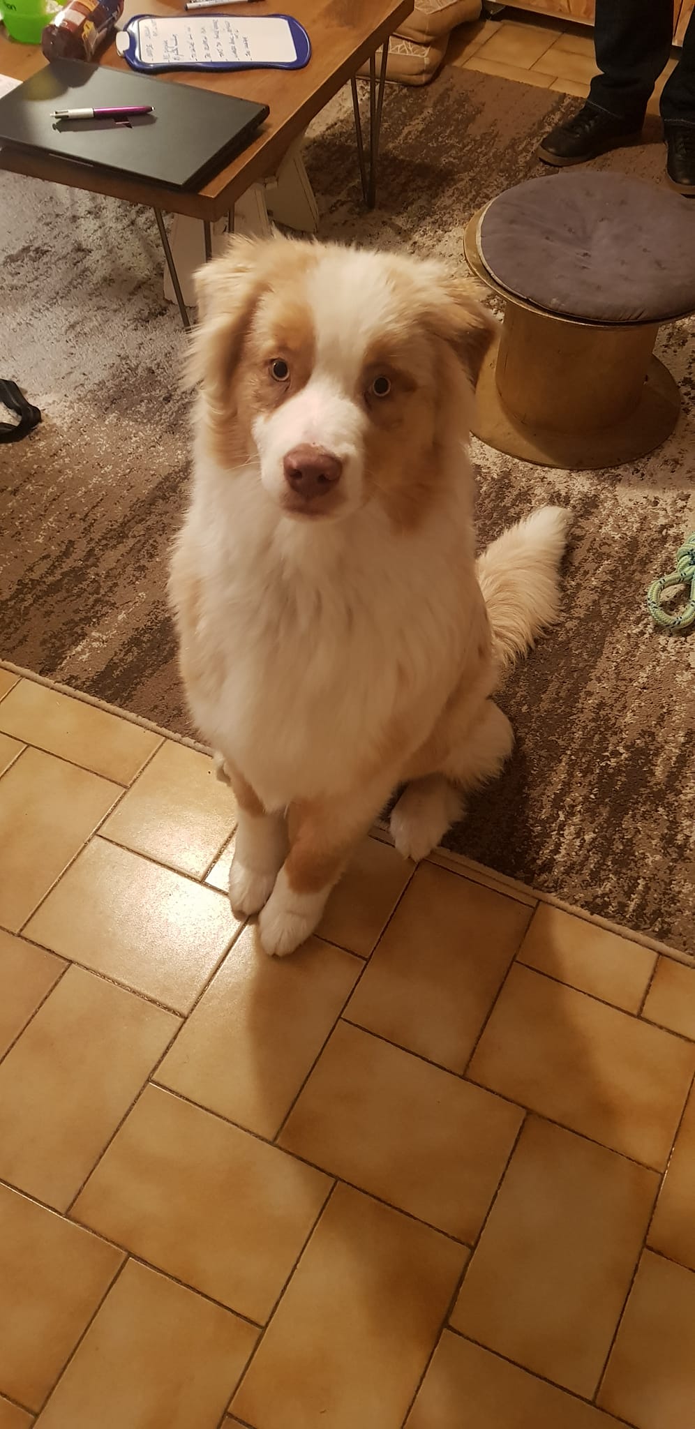 éducation et dressage de chiens Savoie
