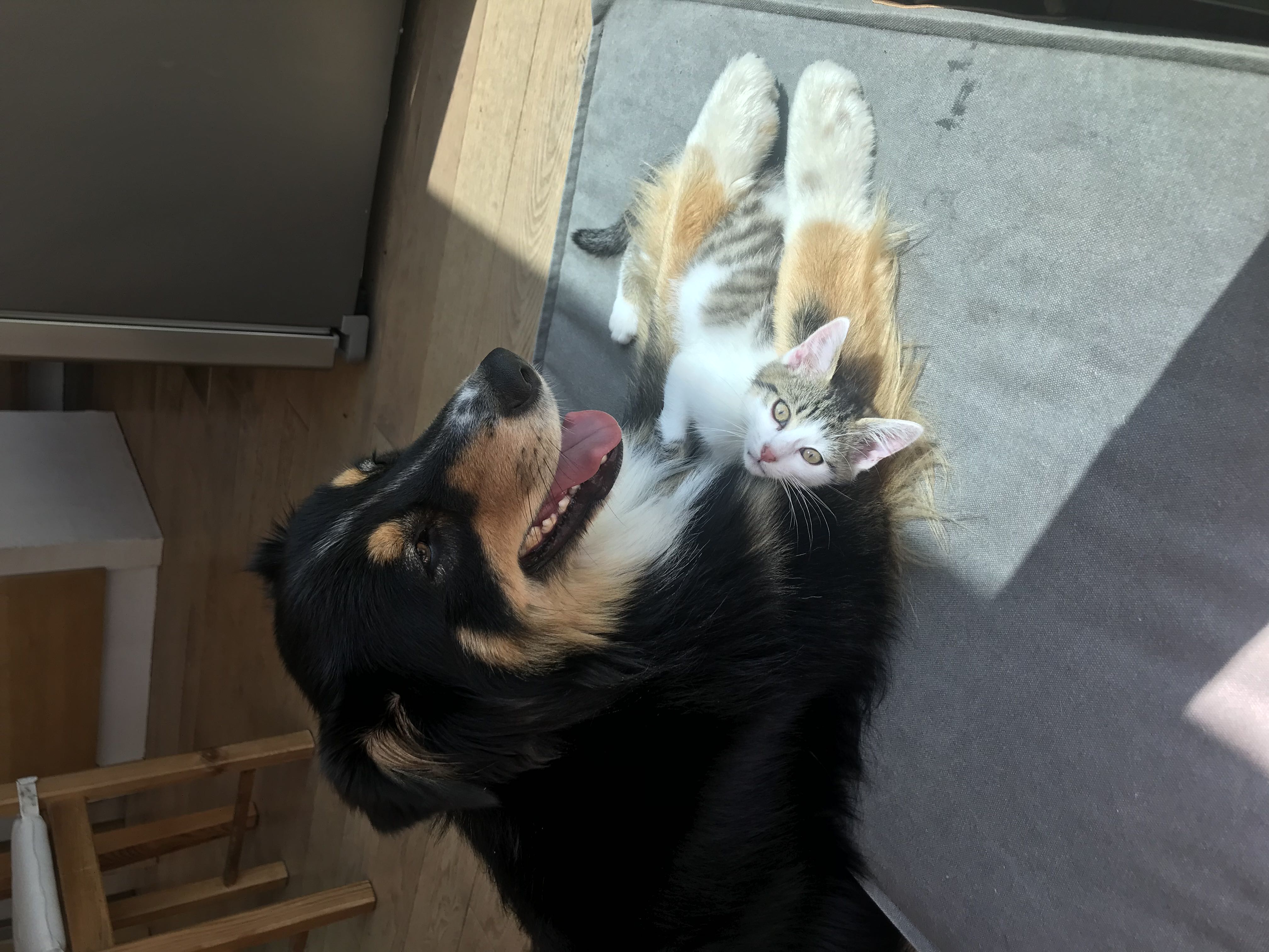 éducation chien