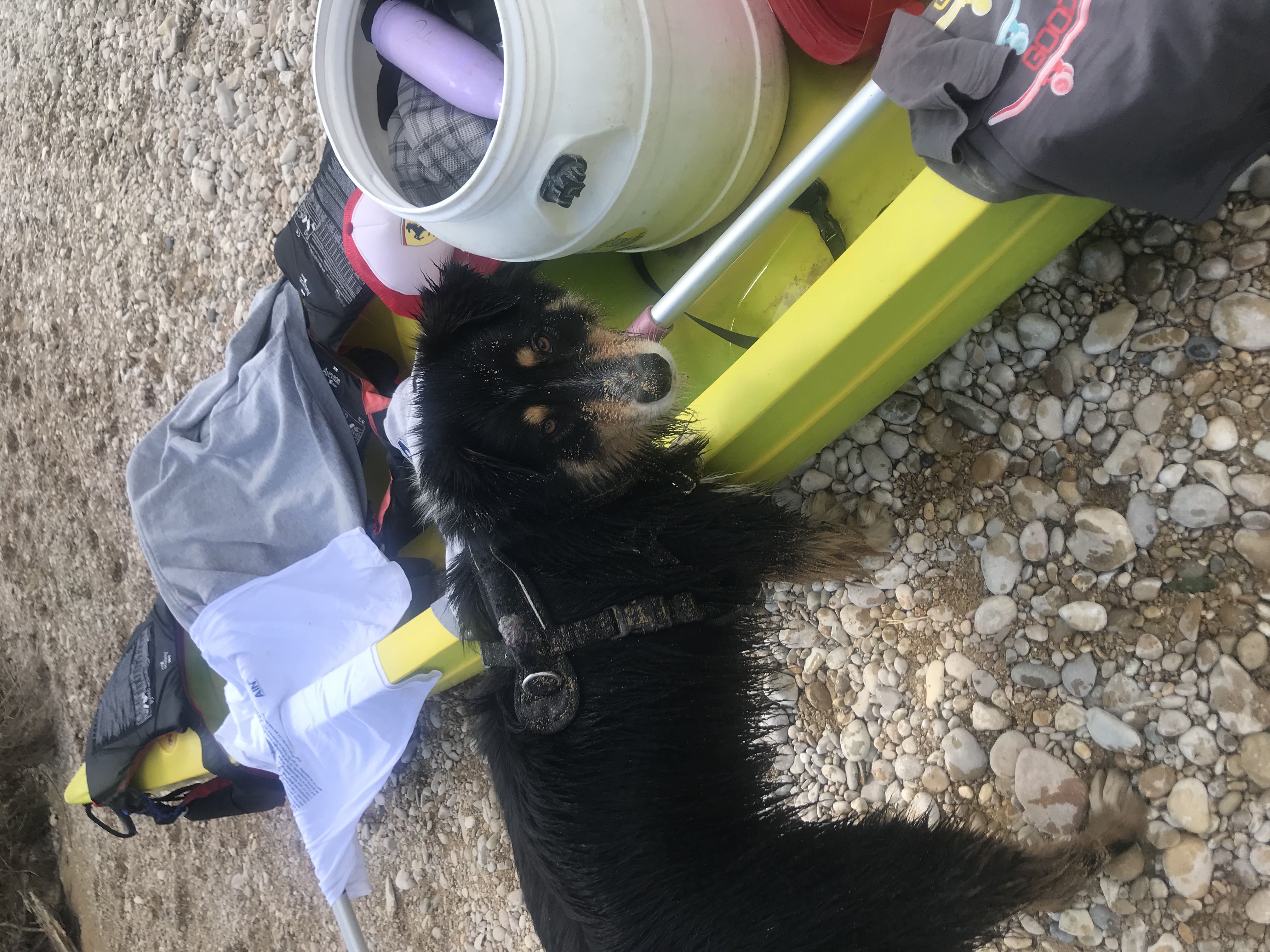 éducation chien