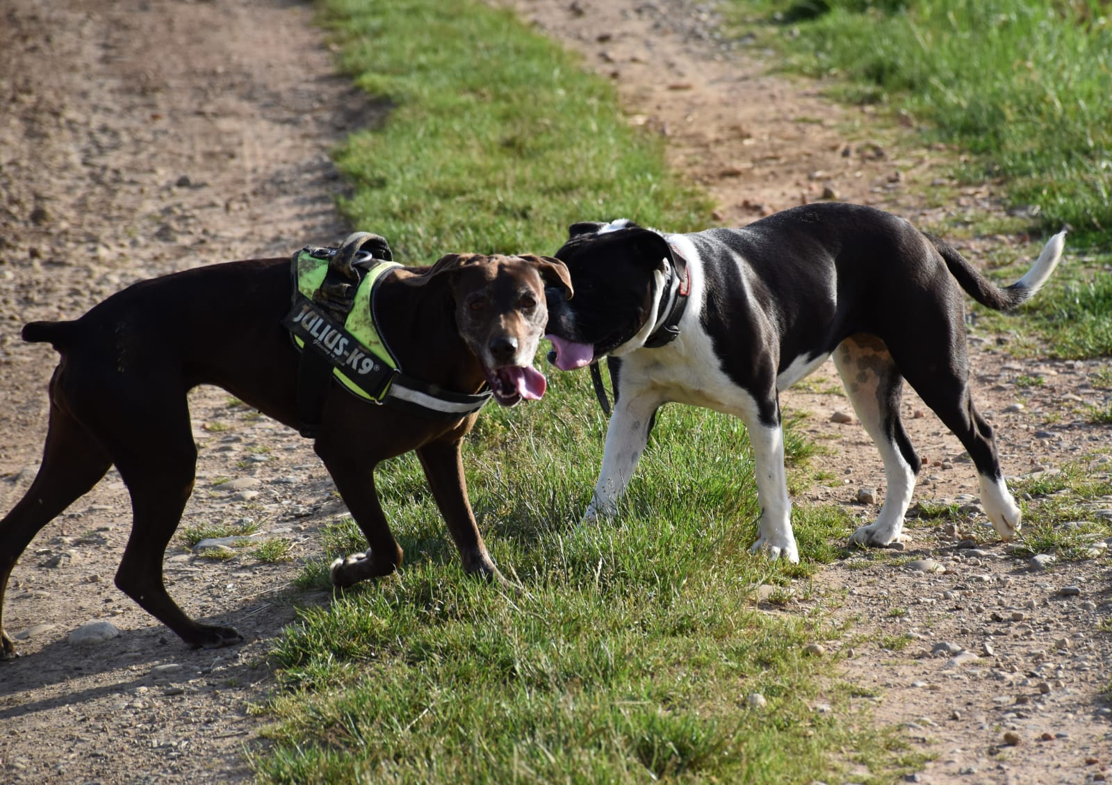 éducation et dressage de chiens Savoie