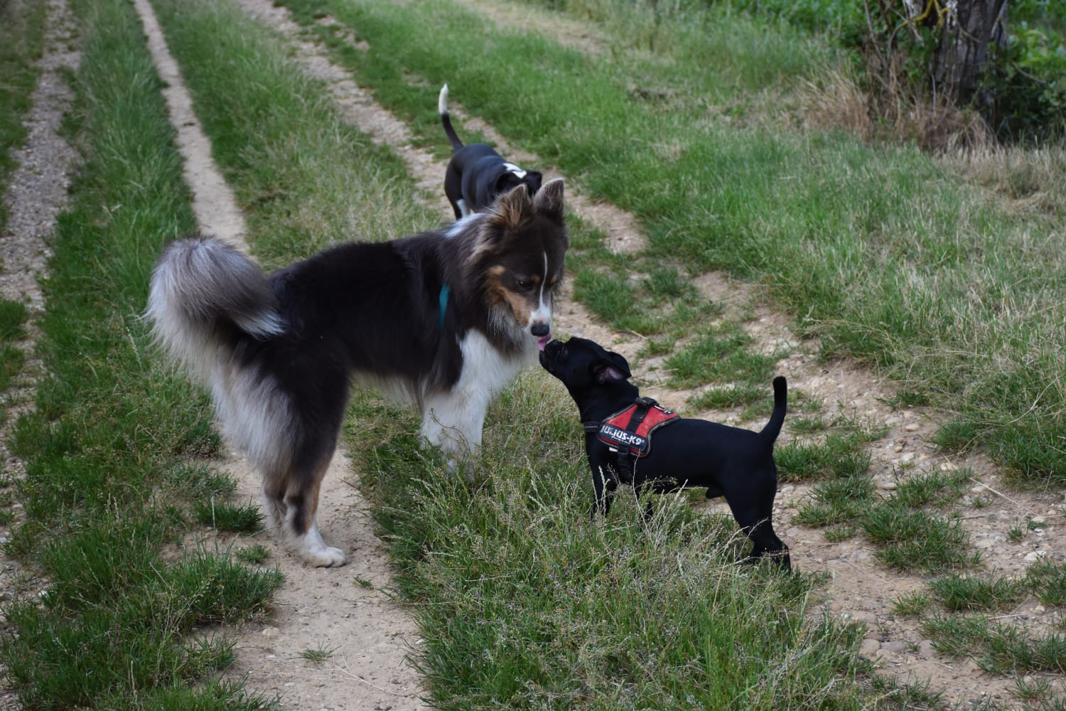 éducation et dressage de chiens Savoie