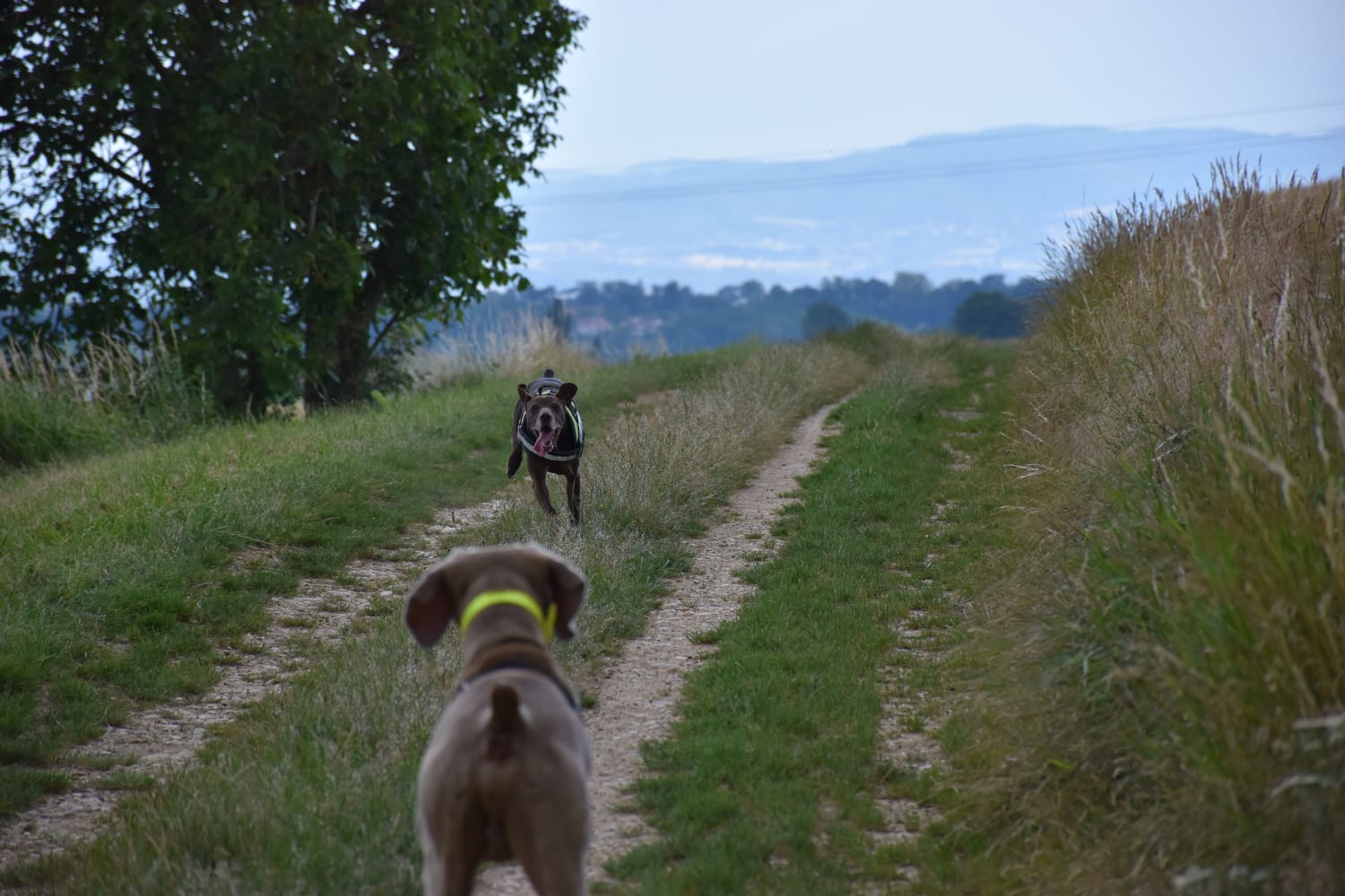 éducation et dressage de chiens Savoie