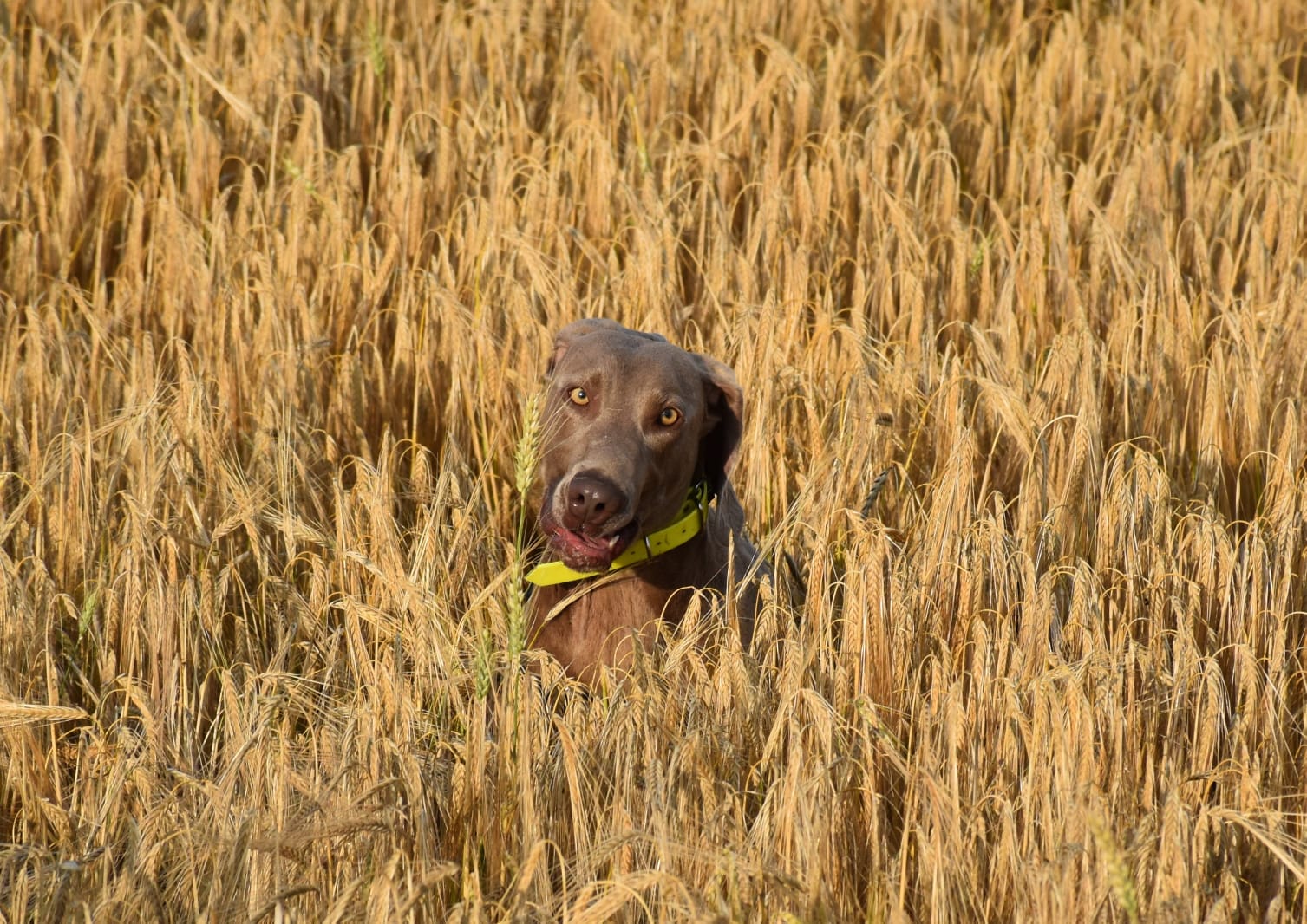 éducation et dressage de chiens Savoie