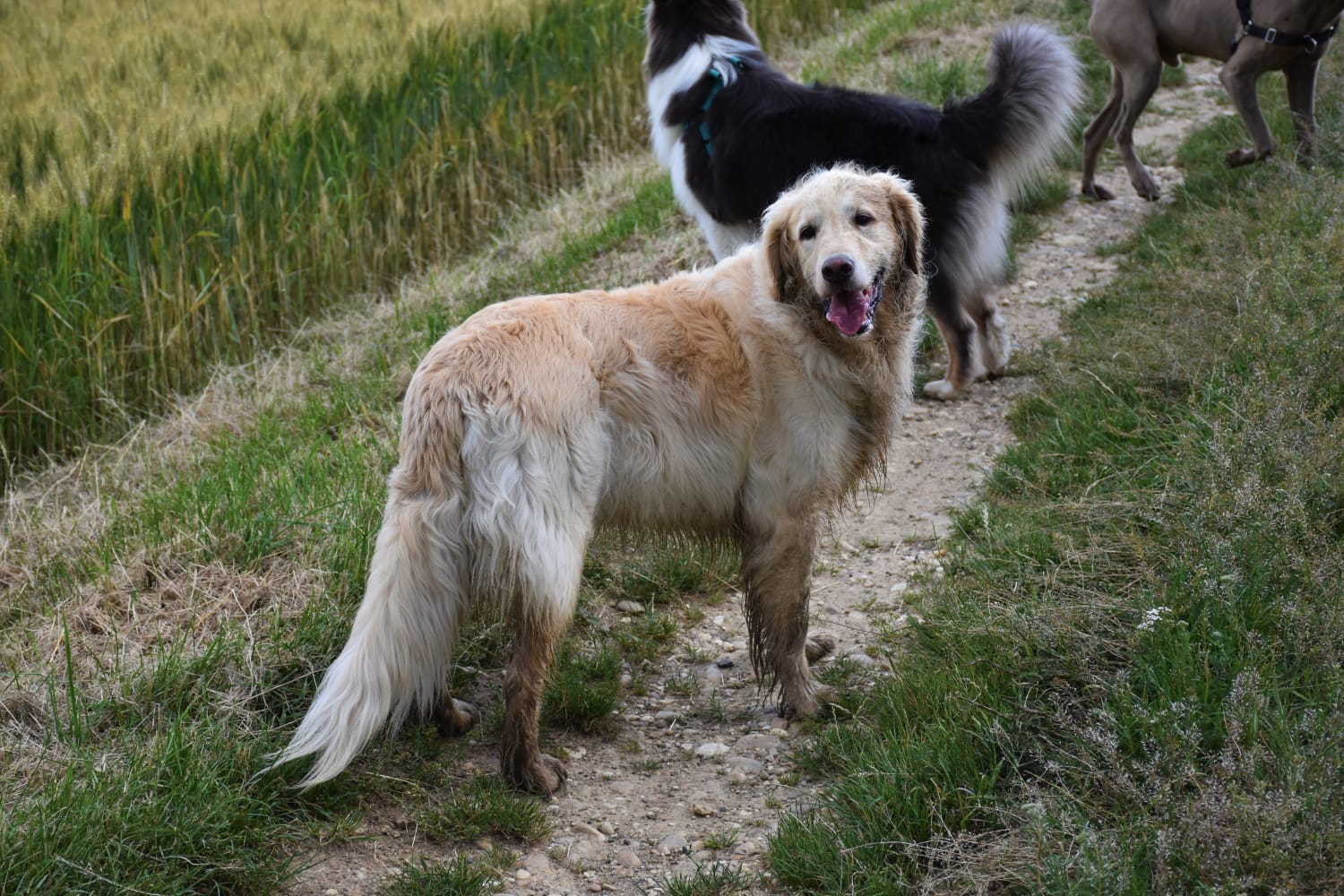 éducation et dressage de chiens Savoie