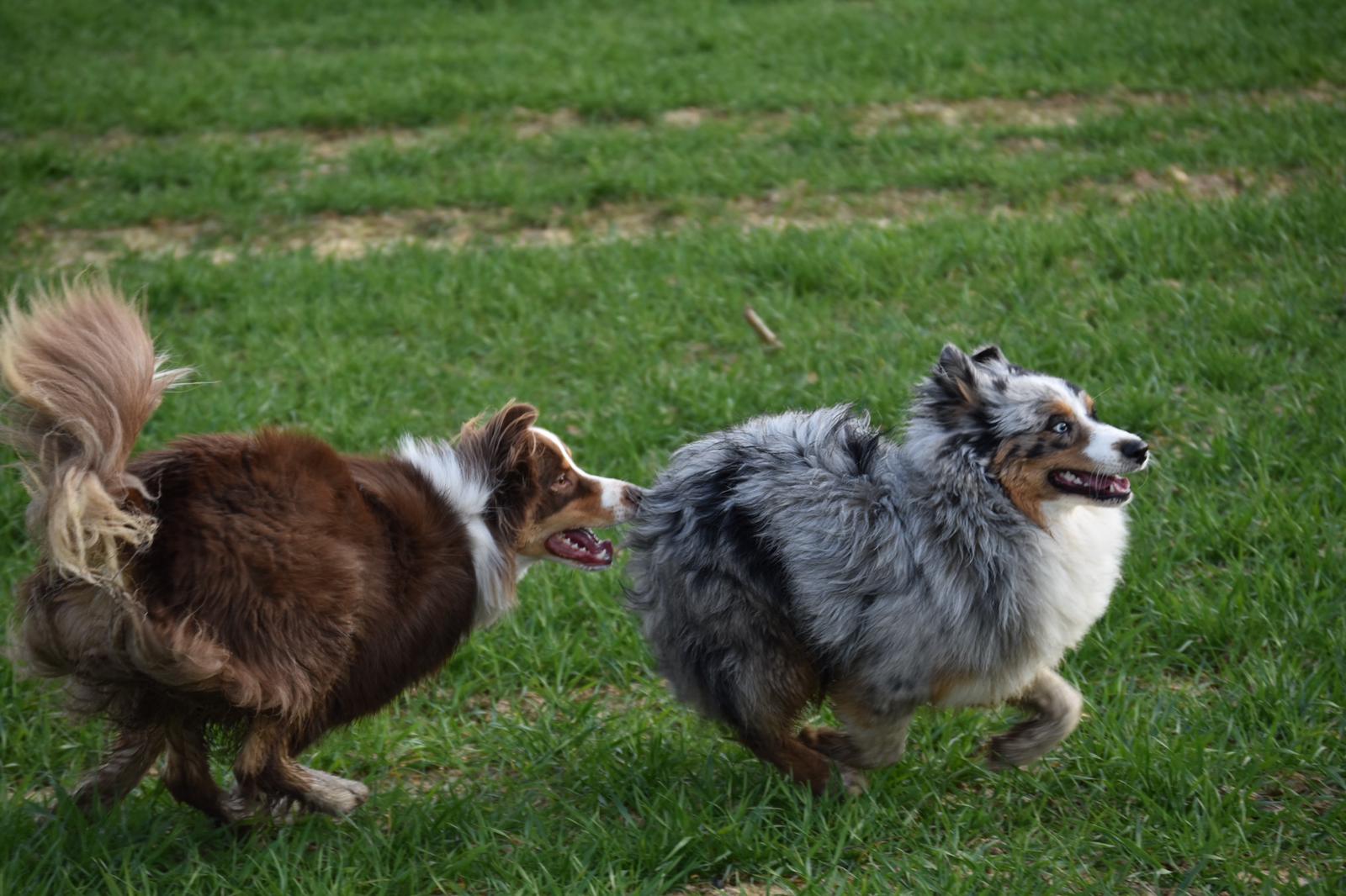 éducation et dressage de chiens Savoie