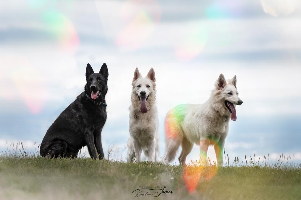 éducation chien berger blanc suisse