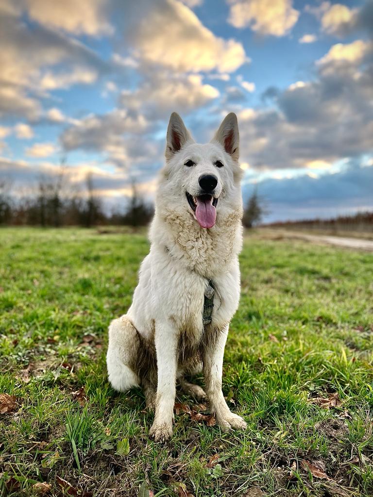 éducation chien