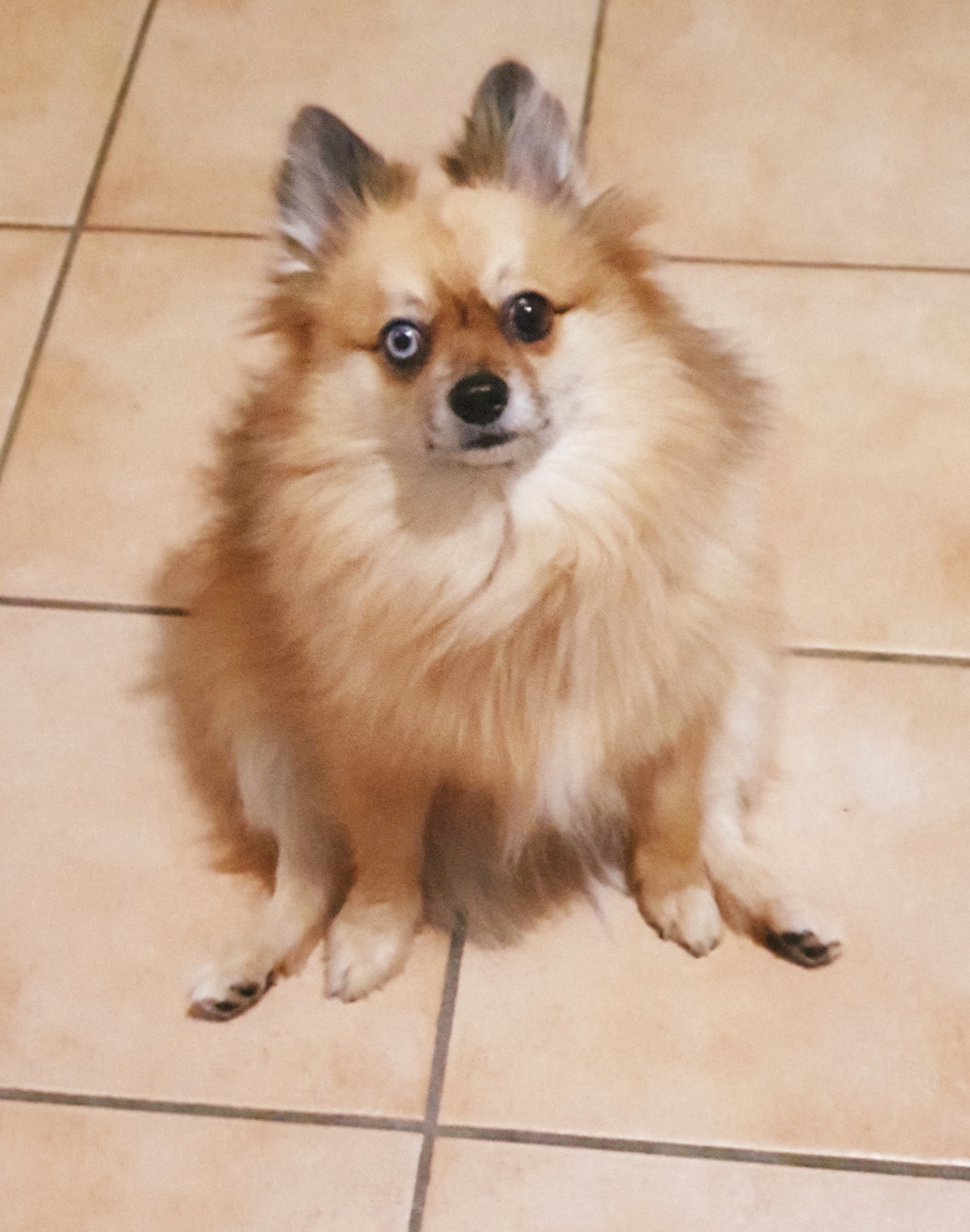 chien spitz