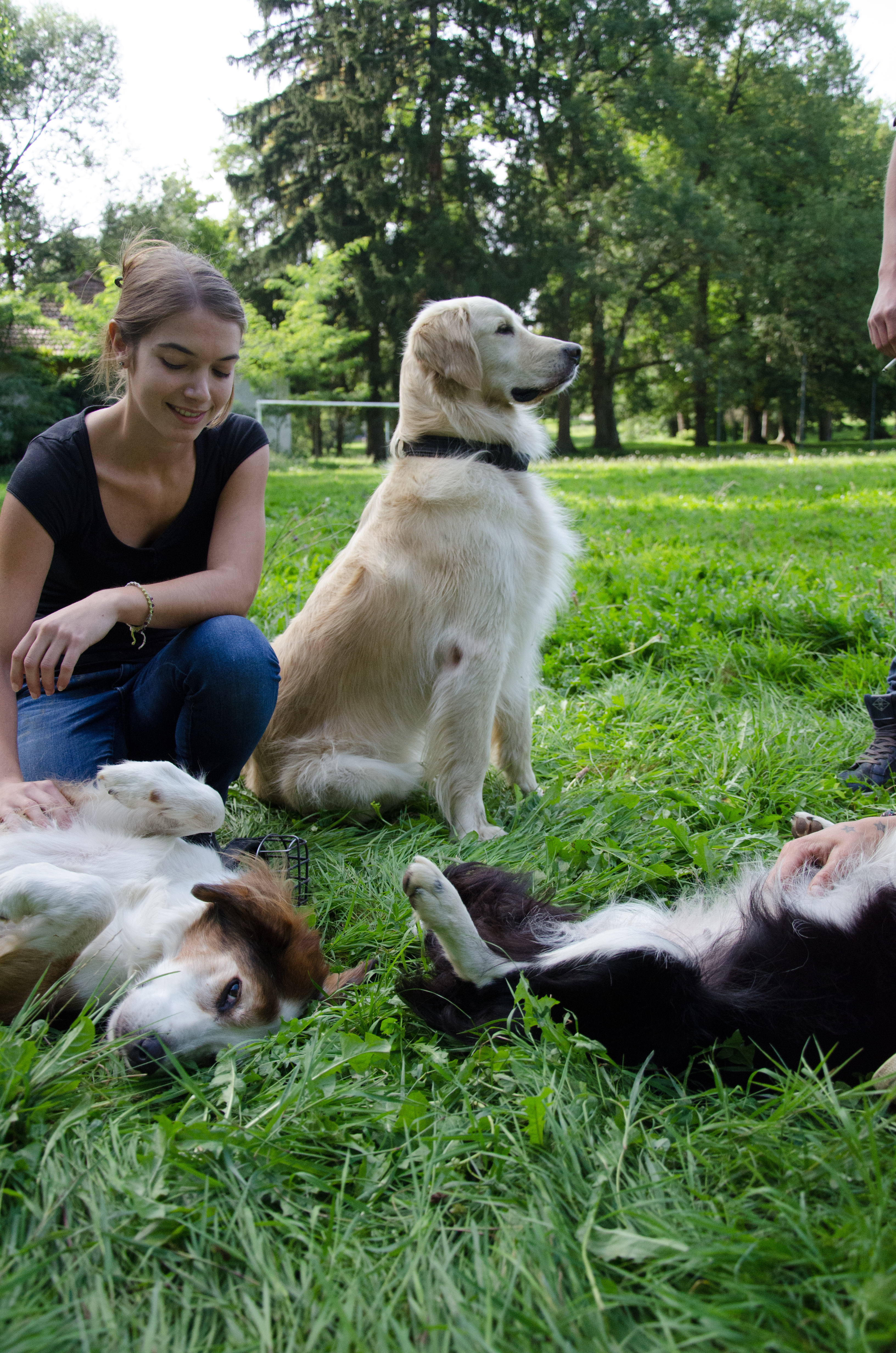 éducation et dressage de chiens Savoie
