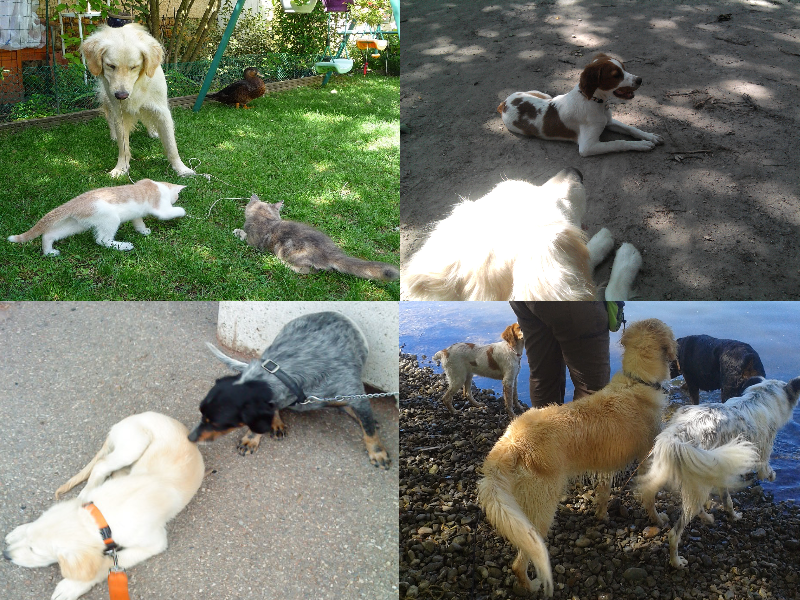 chien avec des chats