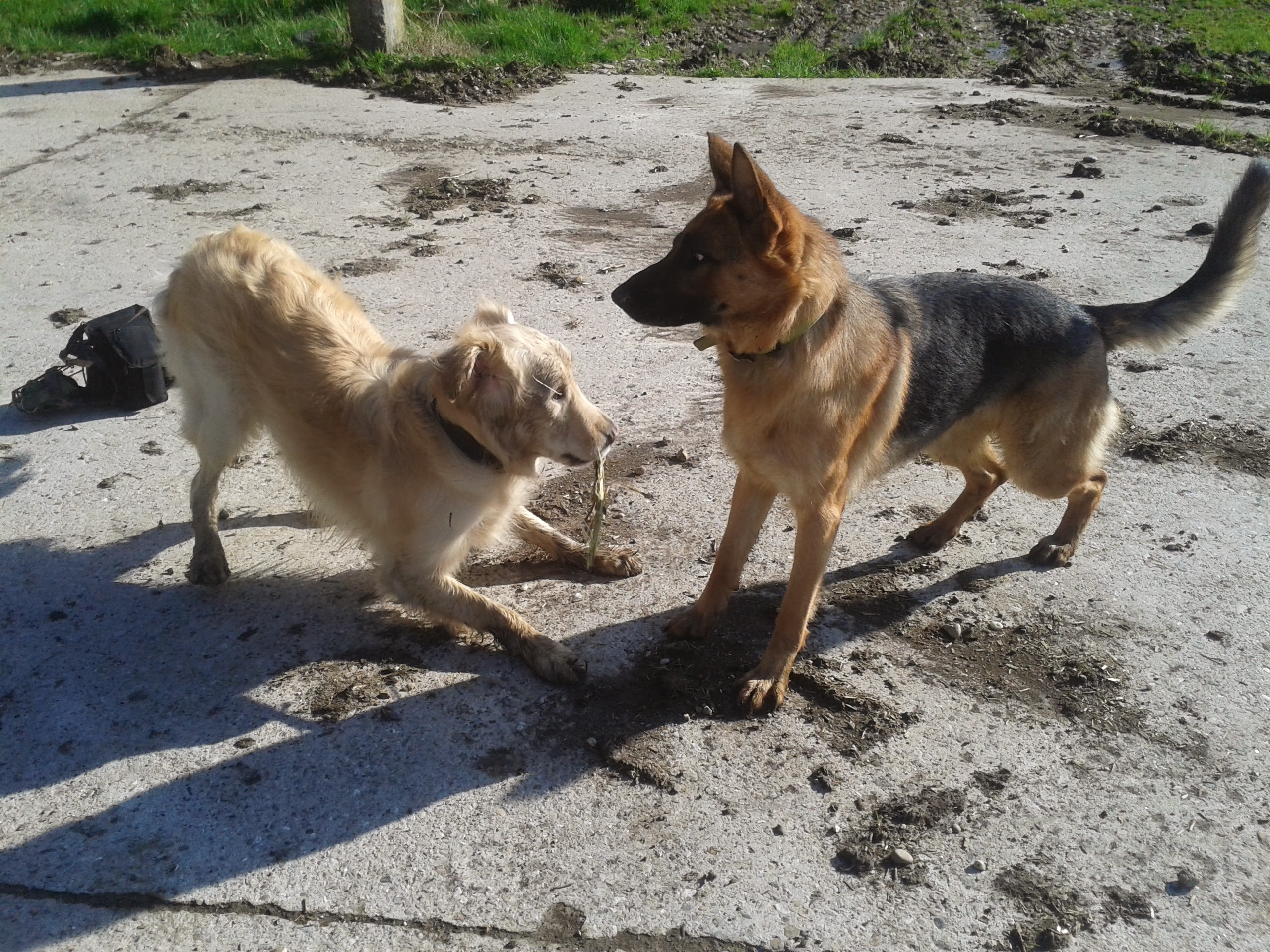 éducation et dressage de chiens Savoie