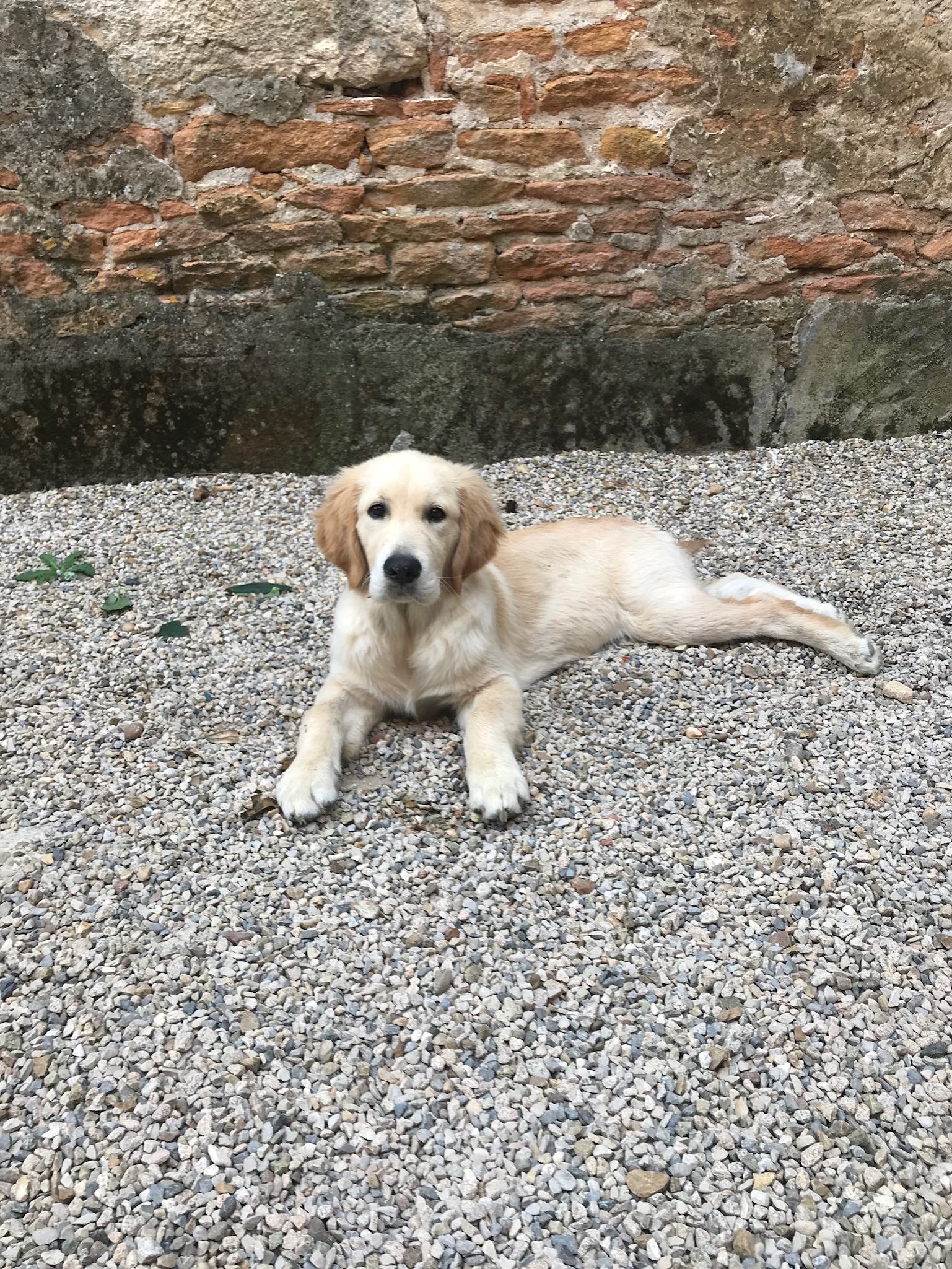 éducation chien golden
