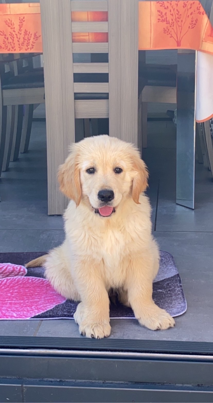 éducation chien golden