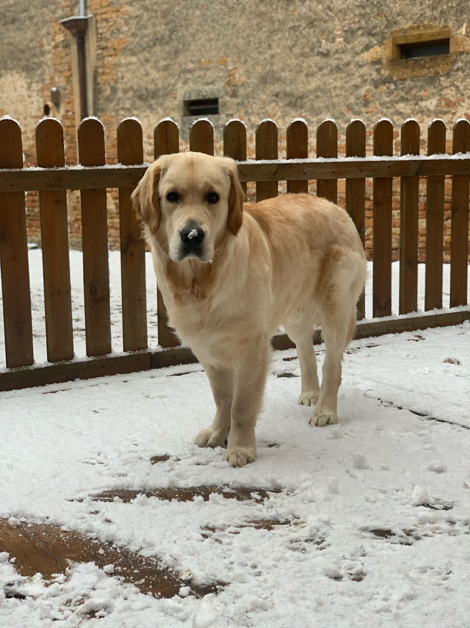 éducation chien golden