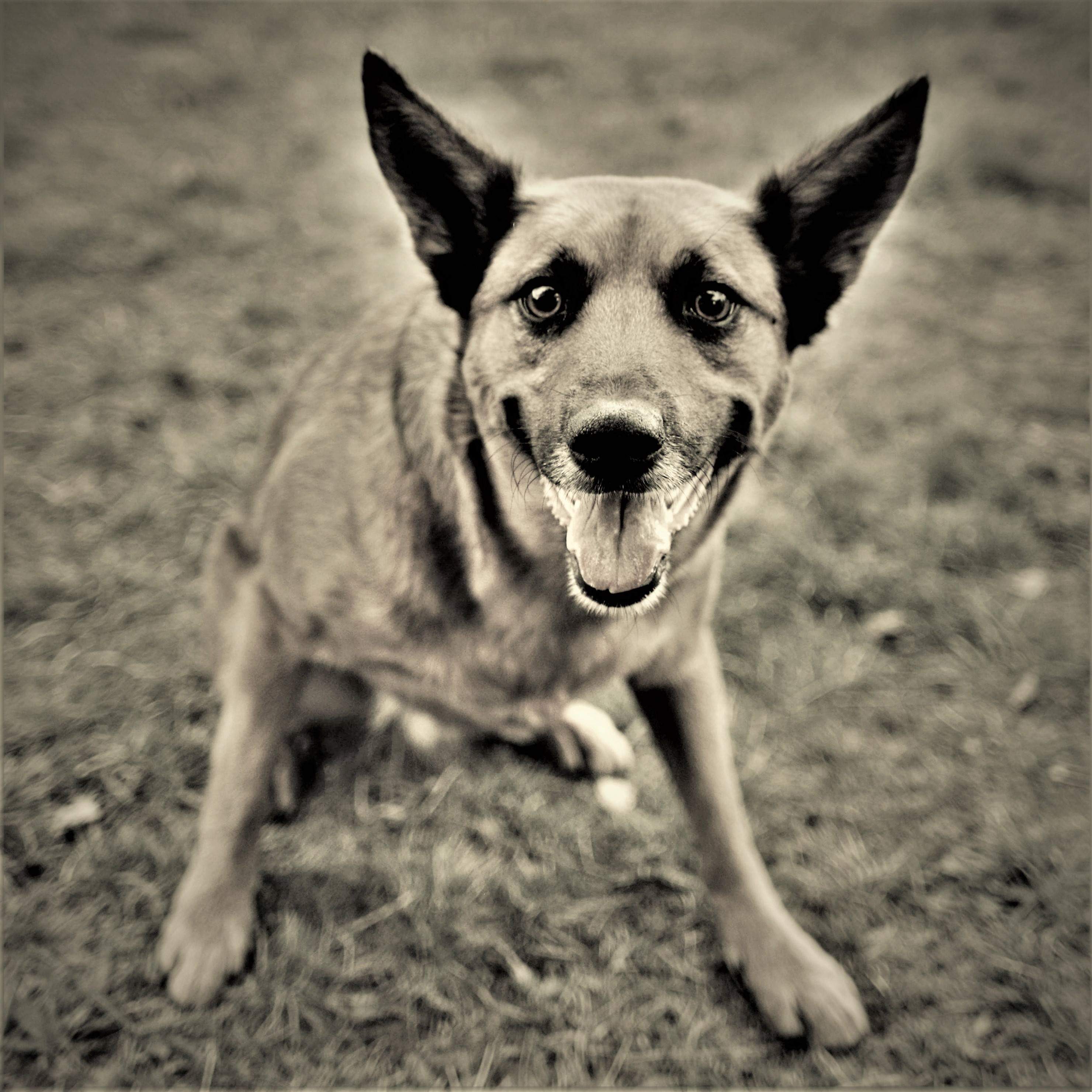 chien de berger