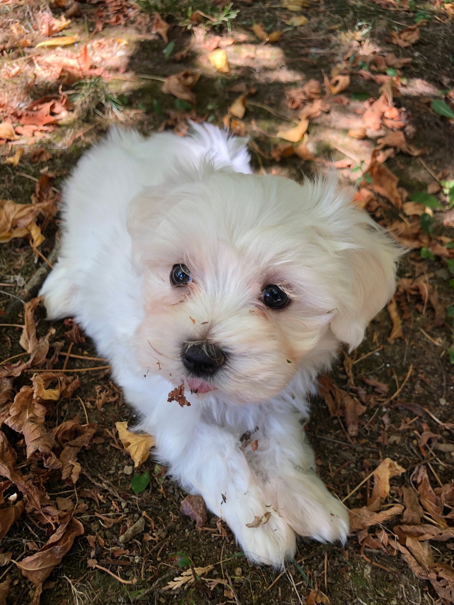 témoignage éducation chien bichon