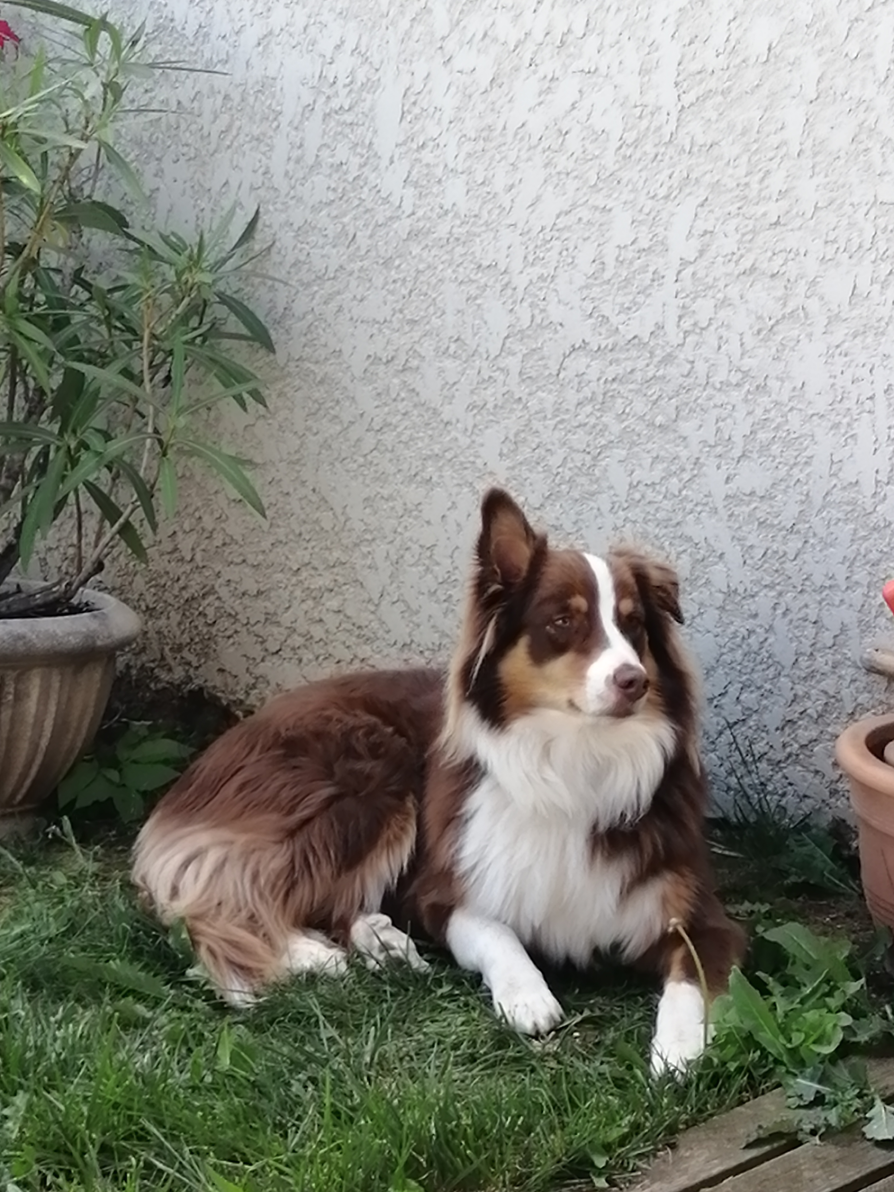 éducation chien