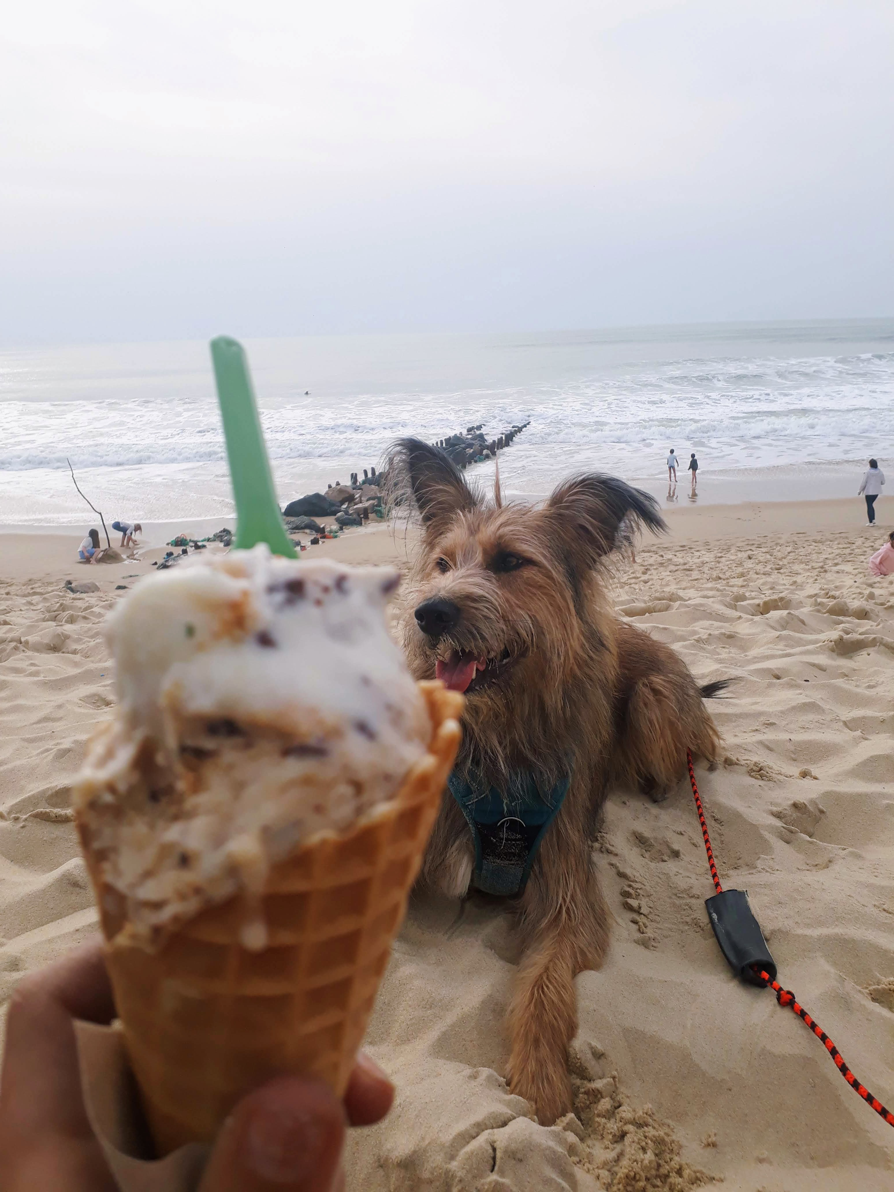éducation chien