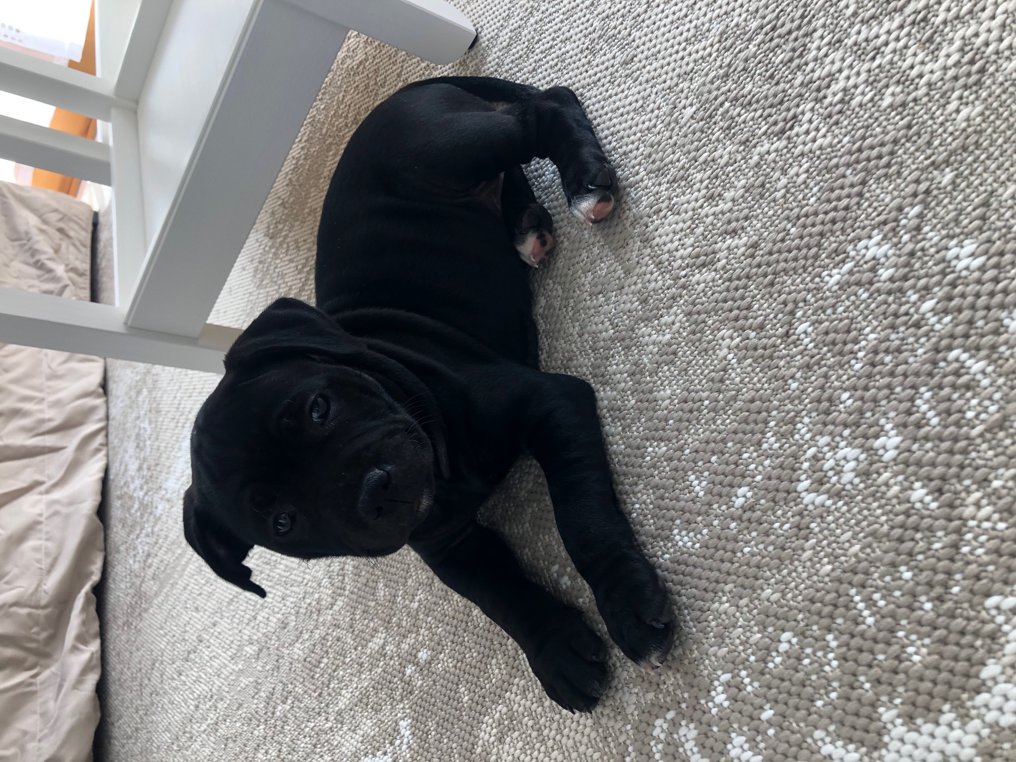 éducation chien staffie