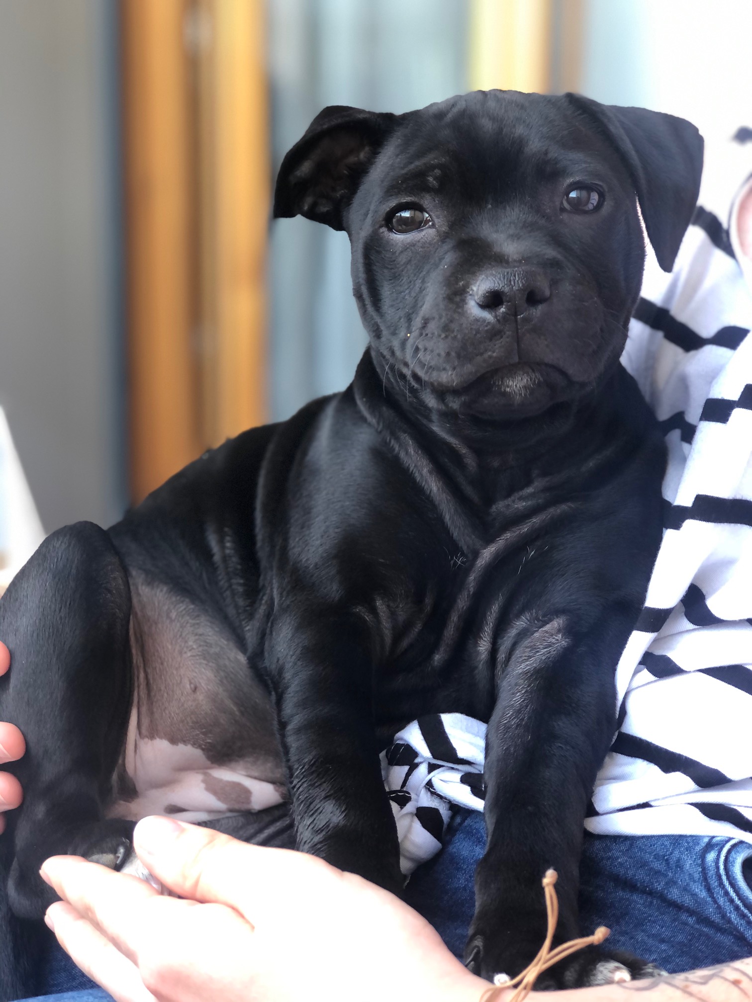 éducation chien staffie
