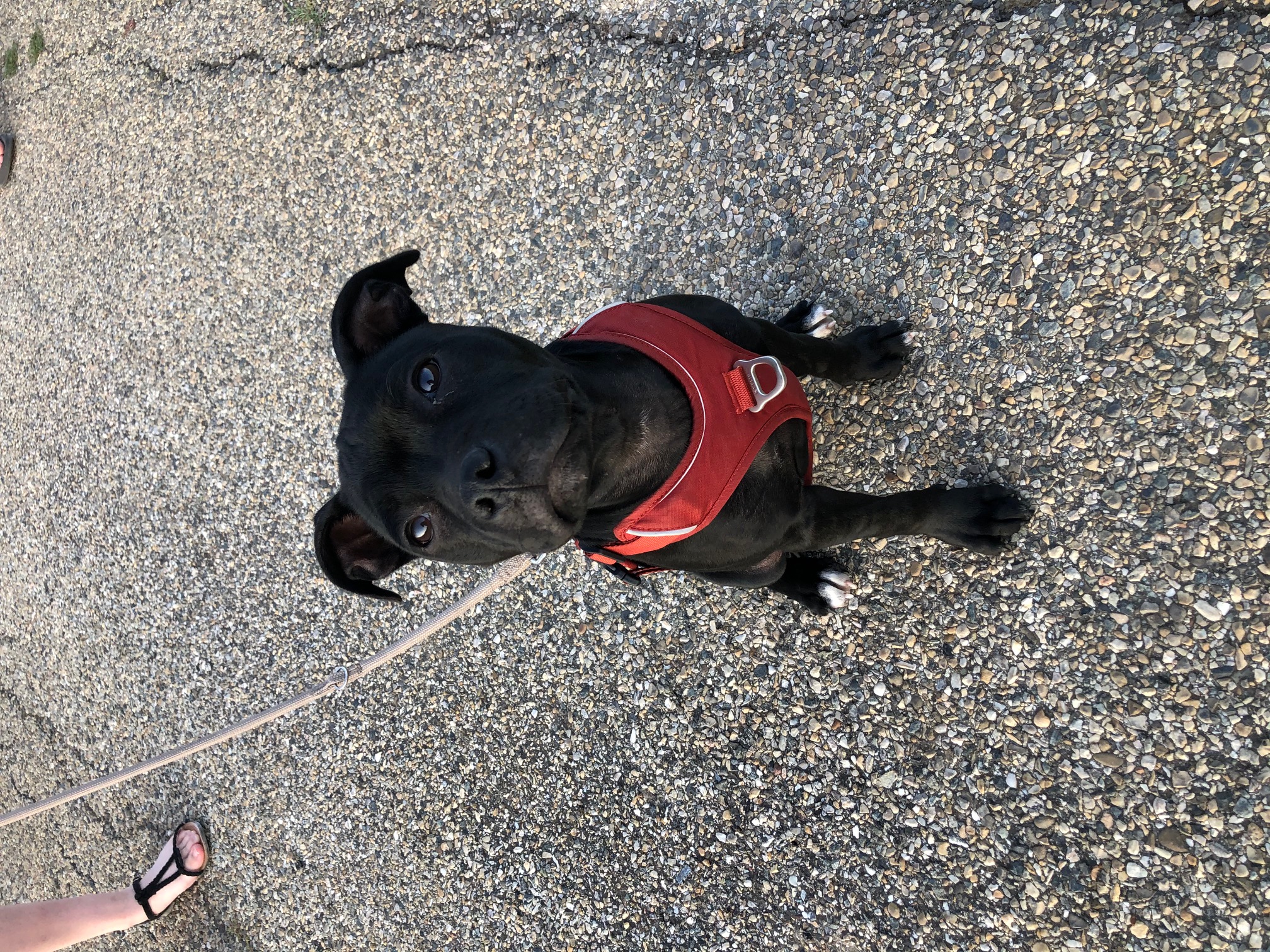 éducation chien staffie