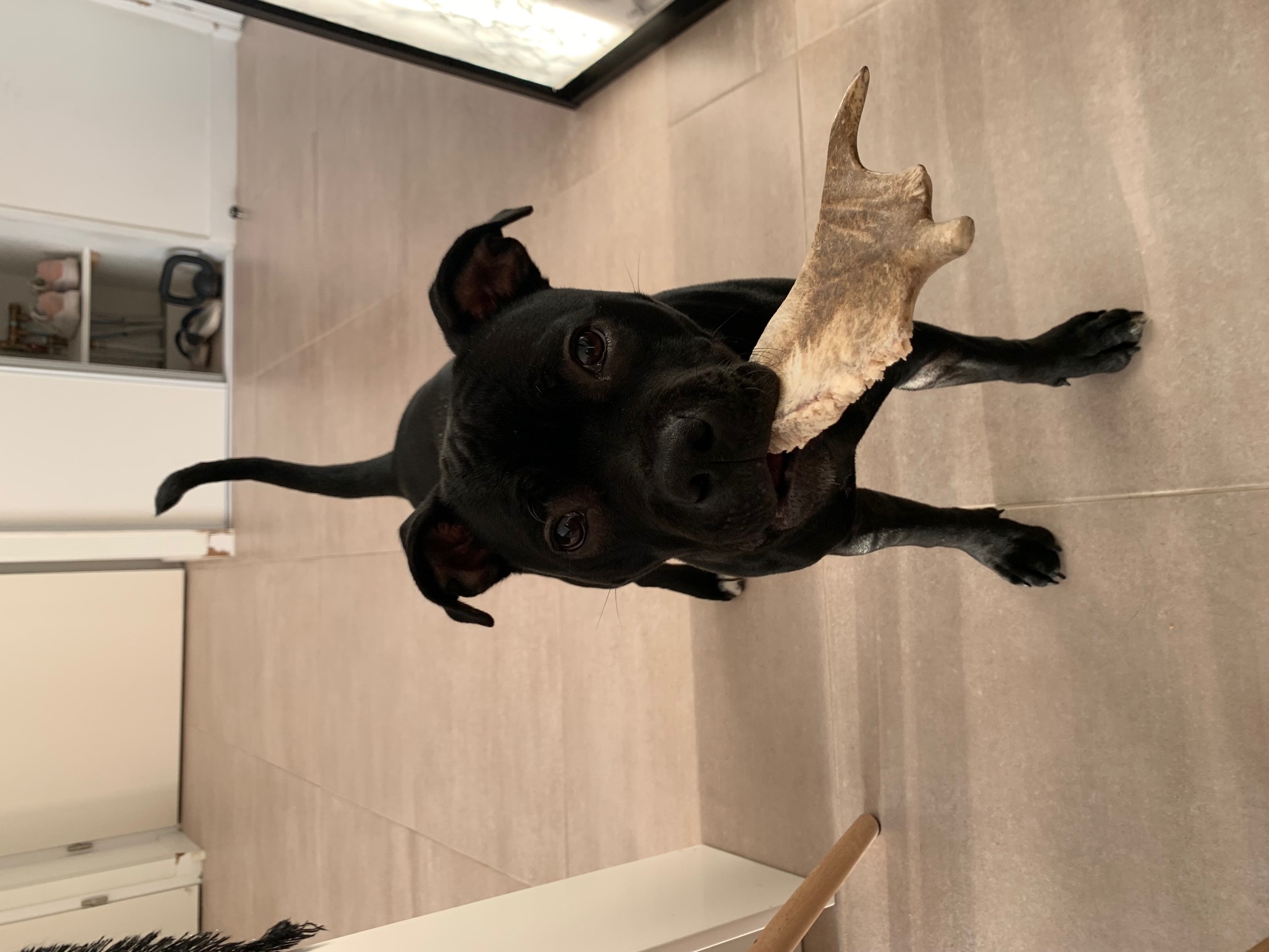 éducation chien staffie