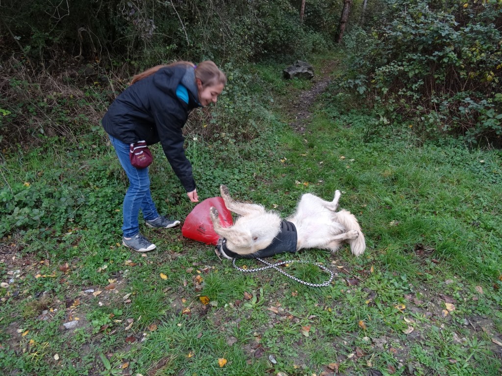 éducation et dressage de chiens Savoie